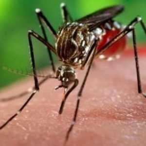 Која им помага на децата од каснување од комарец?