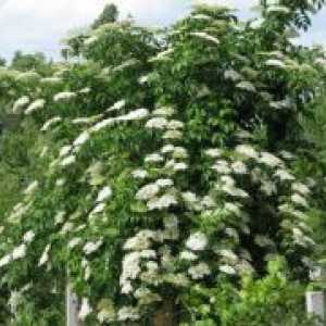Elderberry цвеќиња - лековити својства