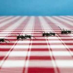 Апарати за мравки - причините за