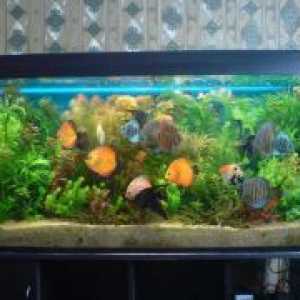 Крајна филтер аквариум