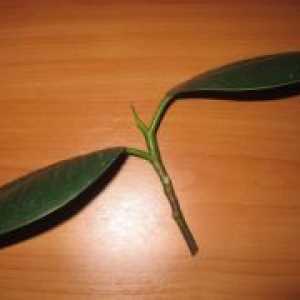 Ficus ЛАСТИК - репродукција