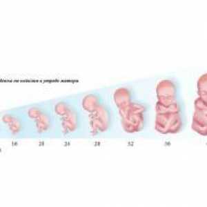 Формирањето на фетусот со недели