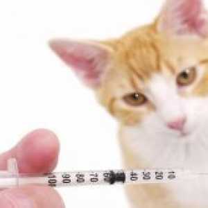 Хепатитис мачки