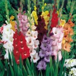 Gladiolus - Растечките