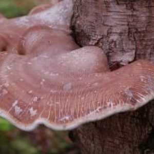 Chaga печурка - лековити својства