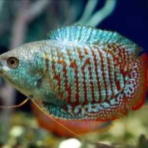 Gourami - компатибилност со други риби