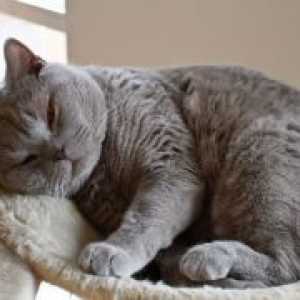 Хронична ренална инсуфициенција кај мачки - Симптомите