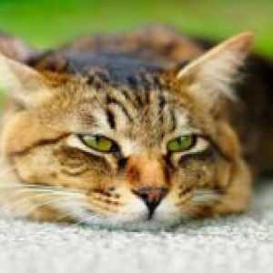 Хронична бубрежна инсуфициенција кај мачките