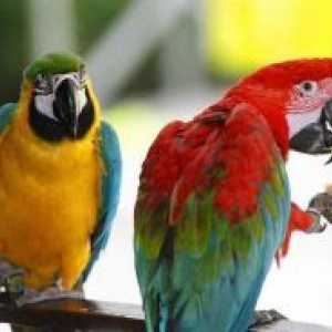 Имиња за папагали