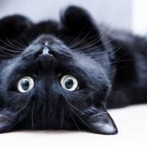 Име за црна мачка