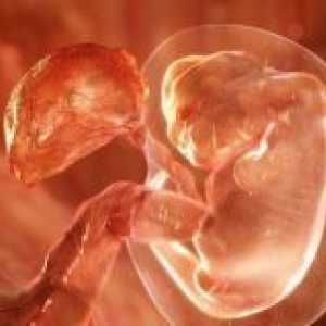 Имплантација на ембрионот - знаци