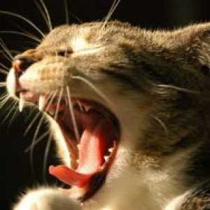Улцеративен стоматитис кај мачки - Третман