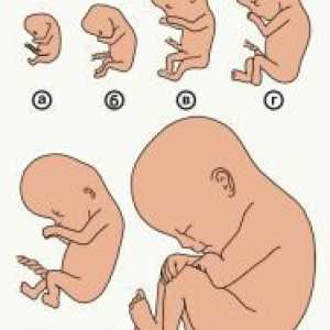 Ембрион 2 недели
