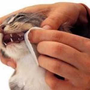Како да се исчисти мачка заби?