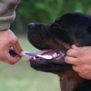 Како да се четкаат забите куче?