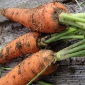 Како да се чува моркови во зима?