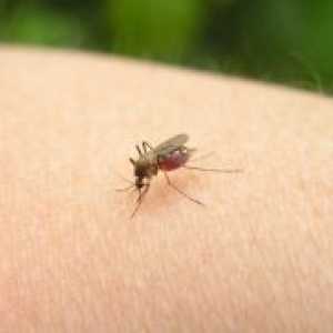 Како да се ослободите од каснување од комарец?