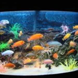 Како да се промени на водата во аквариум со риби?