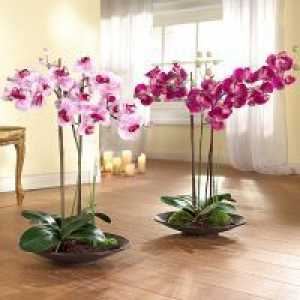 Како да се намали по цветни орхидеи?