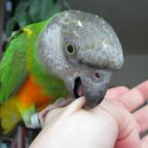 Како да се одвикне папагал гризе?
