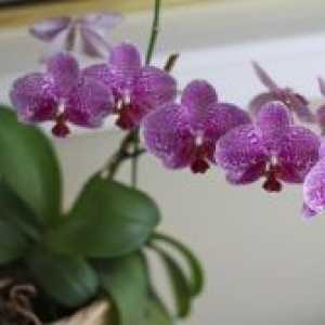 Како да трансплантација на орхидеи по цветни?
