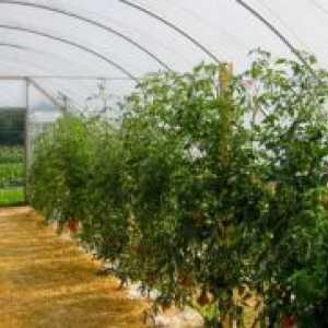 Како да се врзуваат домати во стаклена градина поликарбонат?