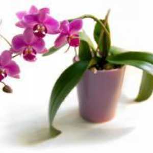 Како да се вода орхидеи дома?
