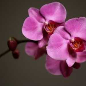 Како да се вода орхидеи?