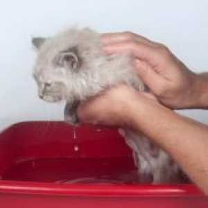 Како да се мијат маче за прв пат?
