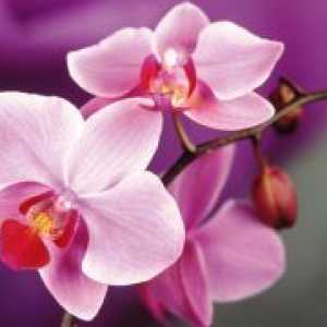 Како да се вода на орхидеи?