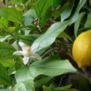 Како да се засади лимон порасна од камен?