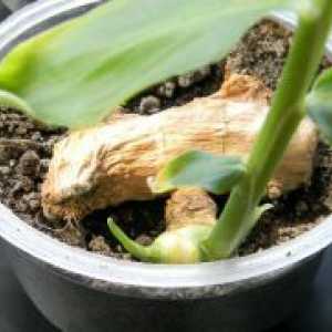 Како да се зголеми ѓумбир дома?