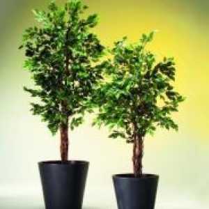 Како да се грижите за Ficus benjamina?