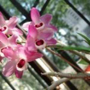 Како да се грижи за орхидеи соба?