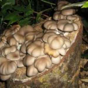Како да расте во остриги печурки земјата на трупците?