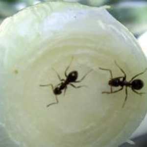 Како да се прикаже мравки од бањата?