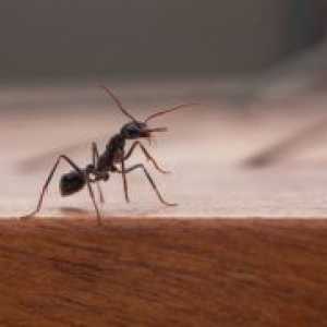 Како да се прикаже мравки од станот?