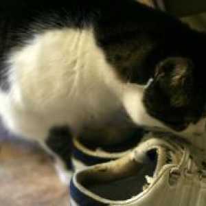Како да се донесе мирис на мачка урина од чевли?