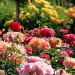 Што треба fertilizing рози?