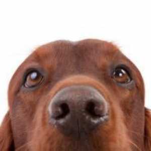 Што е носот треба да биде во здрава куче?