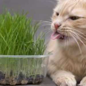 Каков вид на трева како мачка?