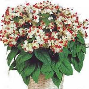 Clerodendrum Томпсон