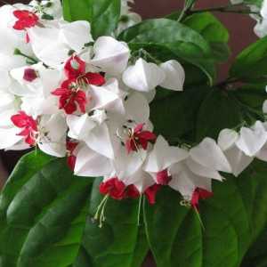 Clerodendrum: нега дома