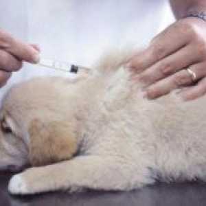 Кога да се вакцинираат вашето кученце?