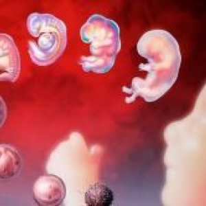 Кога имплантација на ембрионот?