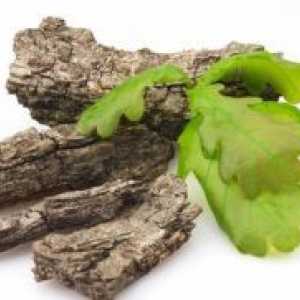 Oak кората - лековити својства