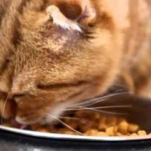 Храна за мачки на Супер-премиум - рејтинг