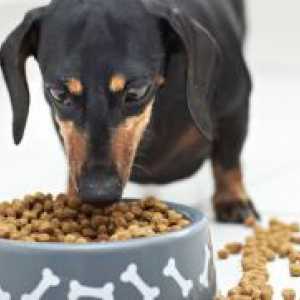 Храна за кучиња Премиум: Оценка