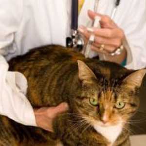 Koronovirusnaya инфекција кај мачки - Симптомите