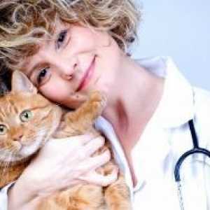 Мачка грип - Симптоми и лекување